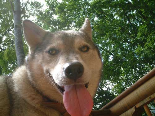 �Ȃ����[�Q