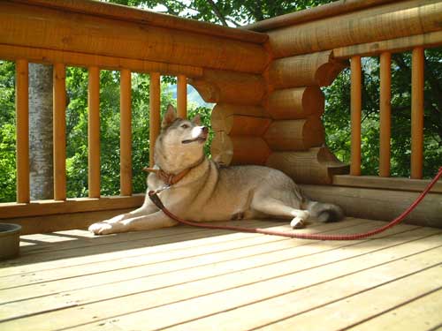 �Ȃ����[�P